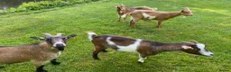 Goats livestock for sale: Goats for re home in Malvern - Advert 1