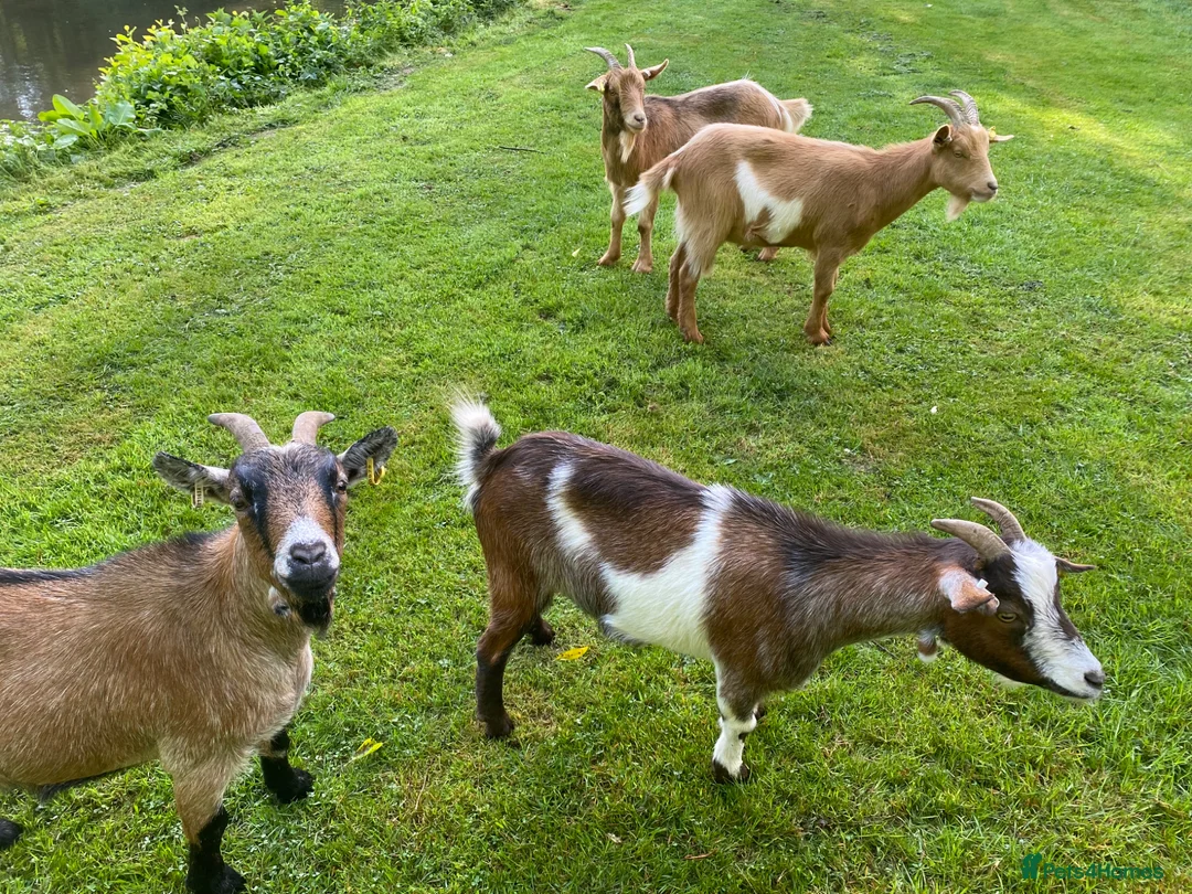 Goats livestock for sale: Goats for re home in Malvern - Advert 1
