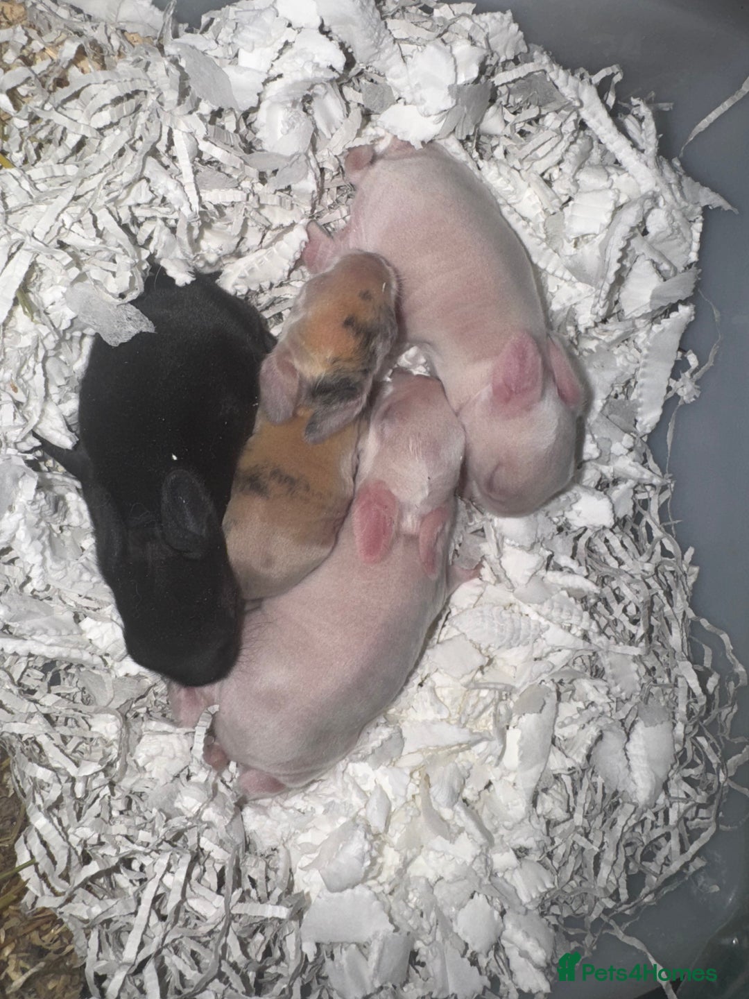Mini Lop rabbits for sale: Pedigree mini lop bunnies - Image 2