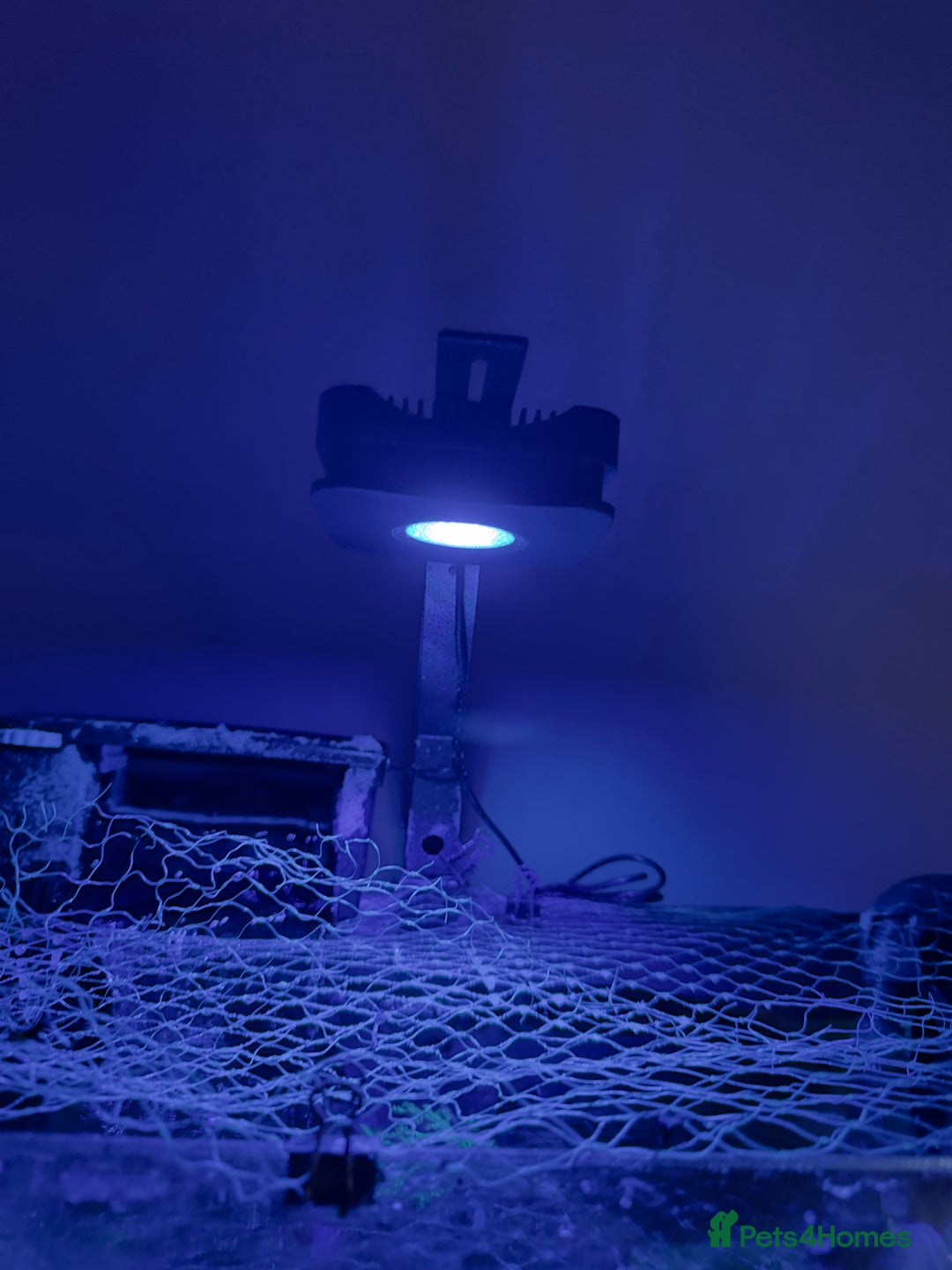 Other/Mixed Breed fish for sale: Marine tank setup  - Advert 5