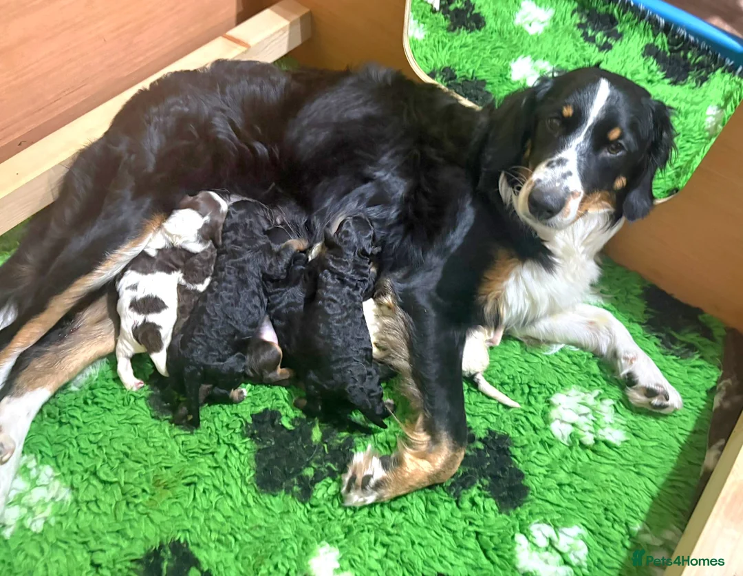 Bernedoodle dogs for sale: Stunning Bernedoodles💕DNA Health Tested Parents ! - Advert 20