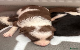 Border Collie dogs for sale: Boarder collie puppies  - Image 3