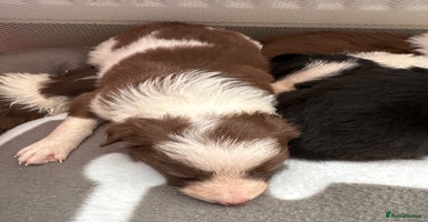 Border Collie dogs - Advert 6