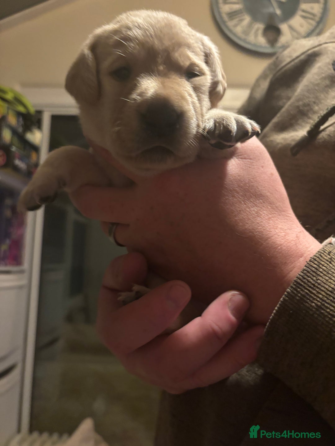 Springador dogs for sale: Labrador Puppies red/yellow health checked  - Image 4