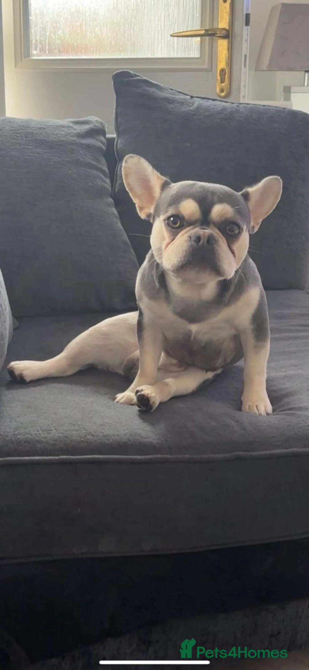 French Bulldog dogs for sale: Pink French bulldog  in Liverpool - Advert 2
