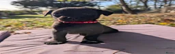 Mixed Breed dogs for sale: Labrador x rottweiler pups  - Advert 31