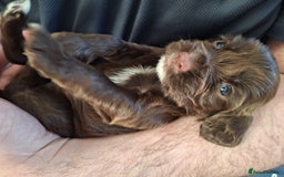 Cocker Spaniel dogs for sale: Stunning cocker spaniels for sale - Image 12
