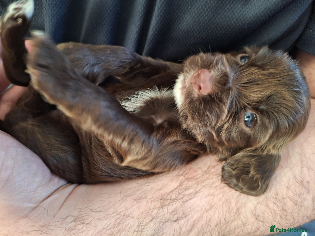 Cocker Spaniel dogs for sale: Stunning cocker spaniels for sale - Image 12