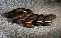 Miniature Dachshund dogs for sale: ⭐️⭐⭐️⭐️⭐️ Litter Due 25th November Reserve Now!  - Advert 7