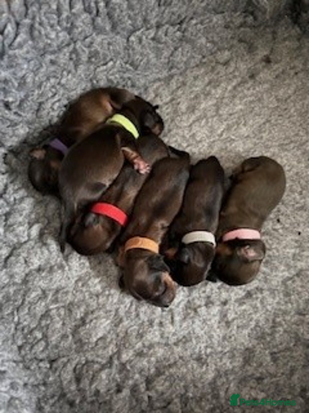 Miniature Dachshund dogs for sale: ⭐️⭐⭐️⭐️⭐️ Litter Due 25th November Reserve Now!  - Advert 7