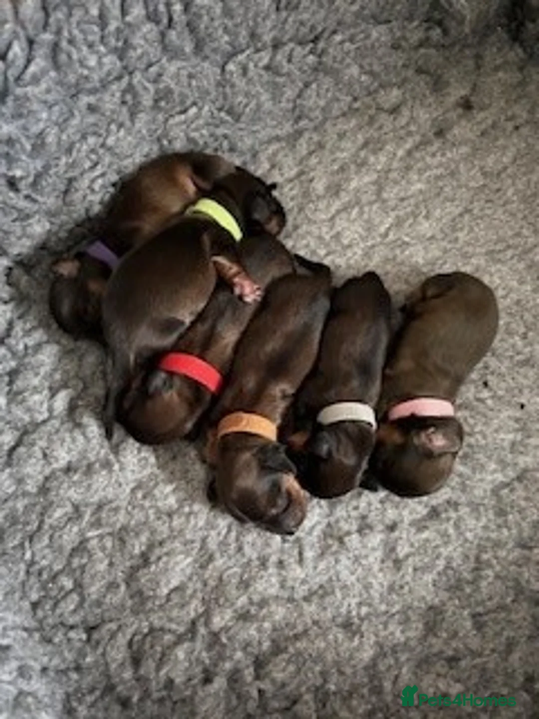Miniature Dachshund dogs for sale: ⭐️⭐⭐️⭐️⭐️ Last two Males Reserve Now!  - Advert 7