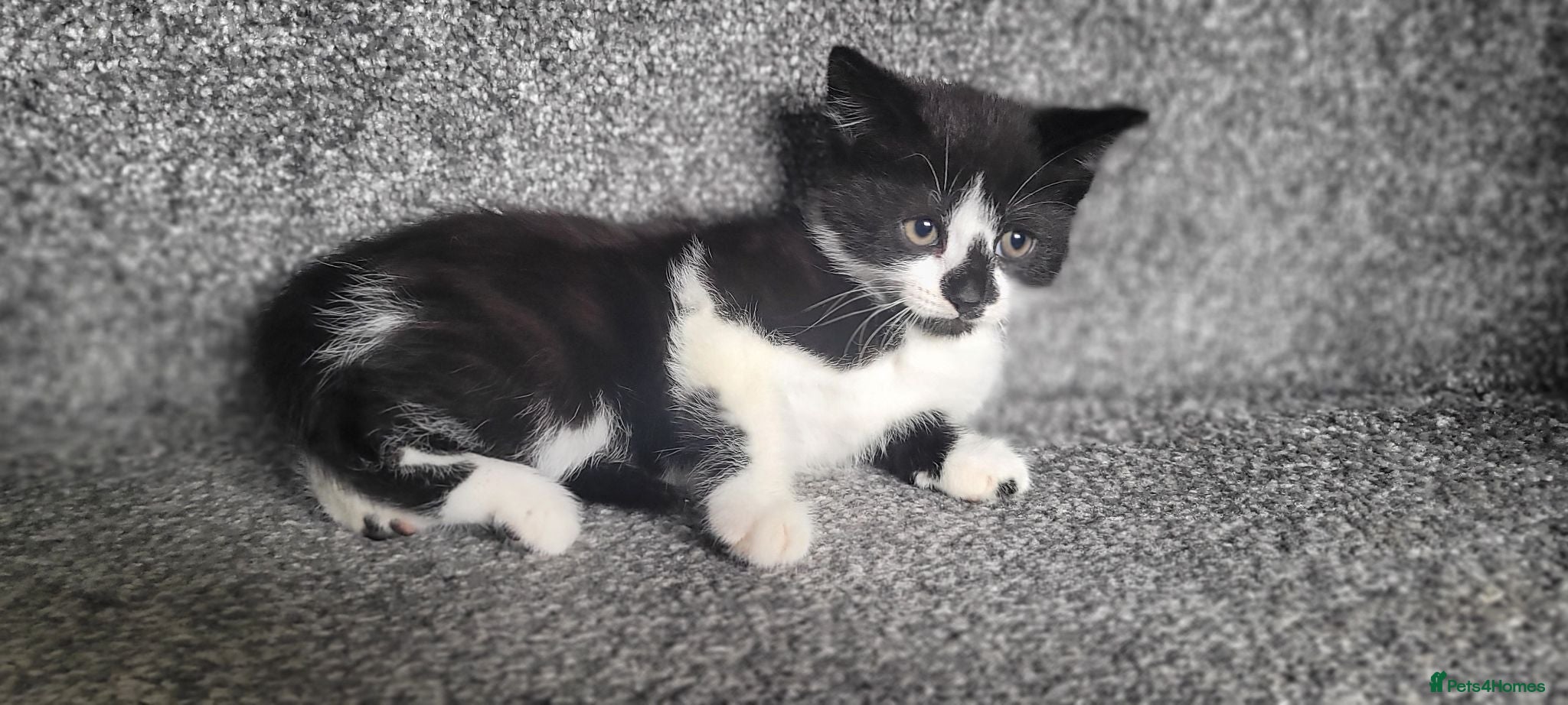 Mixed Breed cats cute kittens are looking for their new home - Advert 3