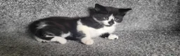 Mixed Breed cats for sale: cute kittens are looking for their new home in Gateshead - Advert 10