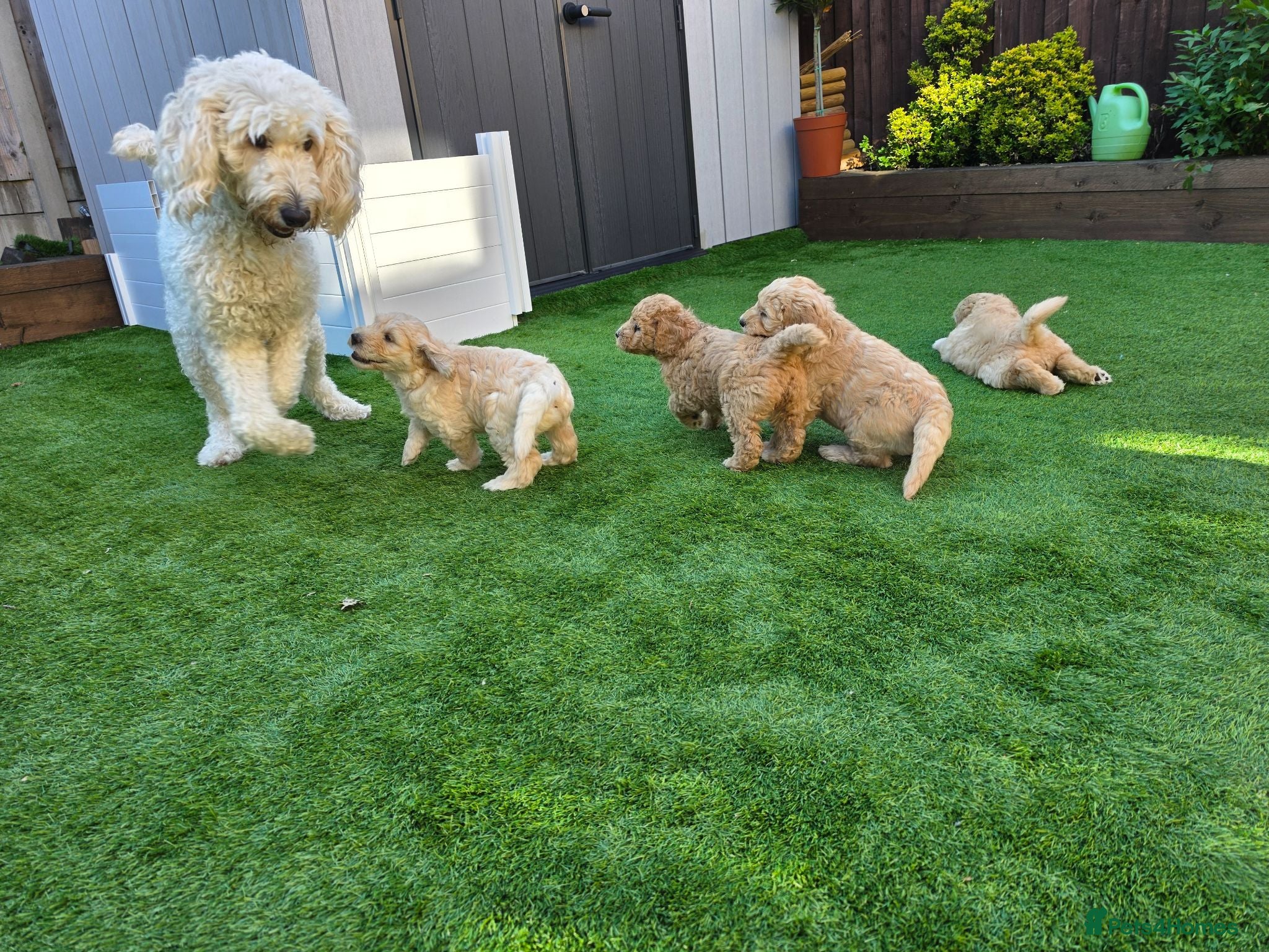Goldendoodle dogs 🦮 Adorable F3 Goldendoodle. Parents DNA clear. - Advert 1