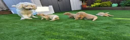 Goldendoodle dogs for sale: 🦮 Adorable F3 Goldendoodle. Parents DNA clear. - Advert 12