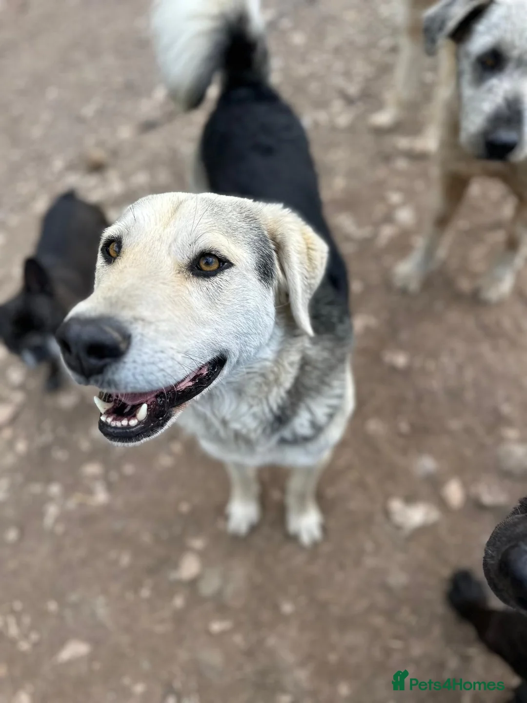 Mixed Breed dogs for adoption: Gruia 💙 - Advert 9