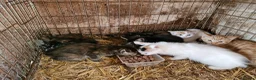 Mixed Breed cats for sale: Semi tame farm kittens  - Advert 4