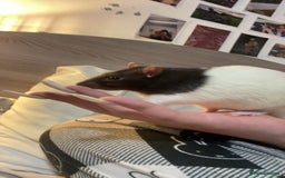 Rat rodents for sale: Friendly male rat need home quick - Image 5