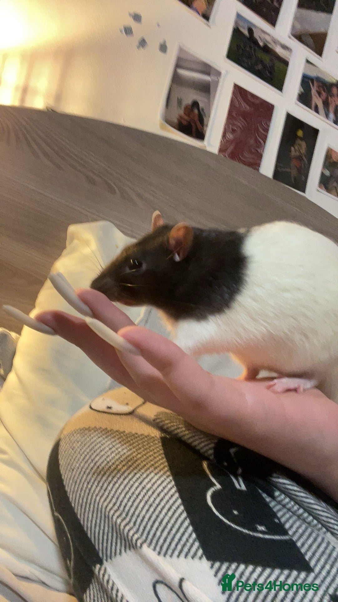 Rat rodents for sale: Friendly male rat need home quick - Image 5