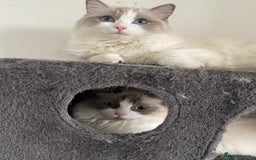 Ragdoll cats for sale: Adult female ragdoll - Image 3