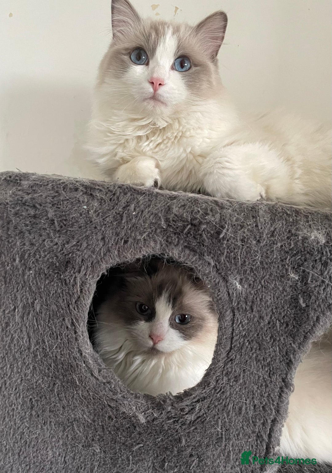 Ragdoll cats for sale: Adult female ragdoll - Image 3