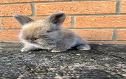 Angora rabbits for sale: English Angora  - Image 17