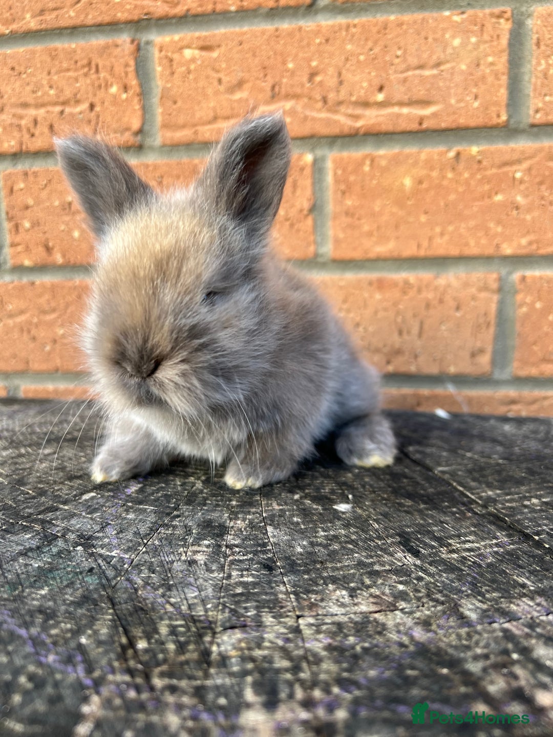 Angora rabbits for sale: English Angora  - Image 17