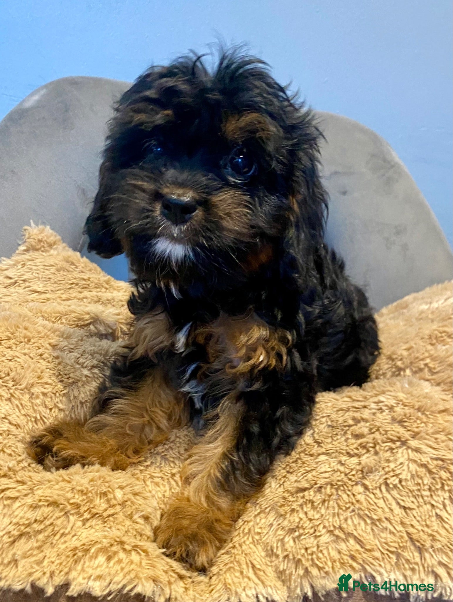 Cavapoo dogs F1 Toy Cavapoo puppies  - Advert 1