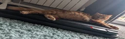 Maine Coon cats for sale: Maine Coon Kittens  - Advert 6