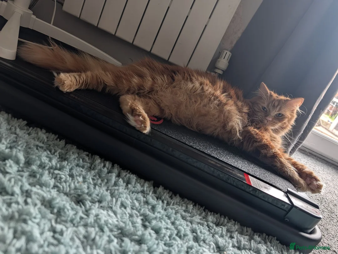 Maine Coon cats for sale: Maine Coon Kittens  - Advert 6