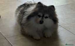 Pomeranian dogs for sale: Lovely mixed grey pomeranian male - Image 4