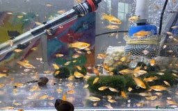 Platies fish for sale: Small platys and Guppys for sale £1 each-Fish only in Bromley - Image 5