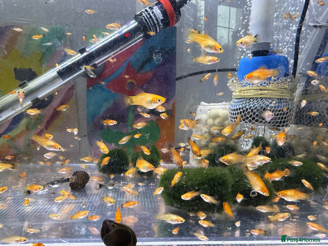 Platies fish for sale: Small platys and Guppys for sale £1 each-Fish only in Bromley - Image 5
