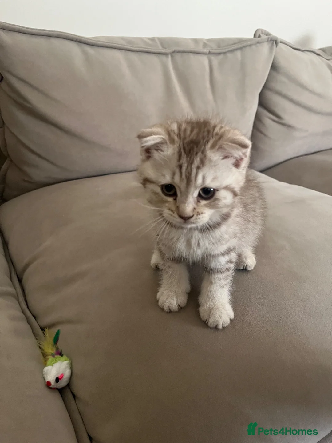 Mixed Breed cats for sale: Brown striped British shorthair x Scottish fold  in London - Advert 4
