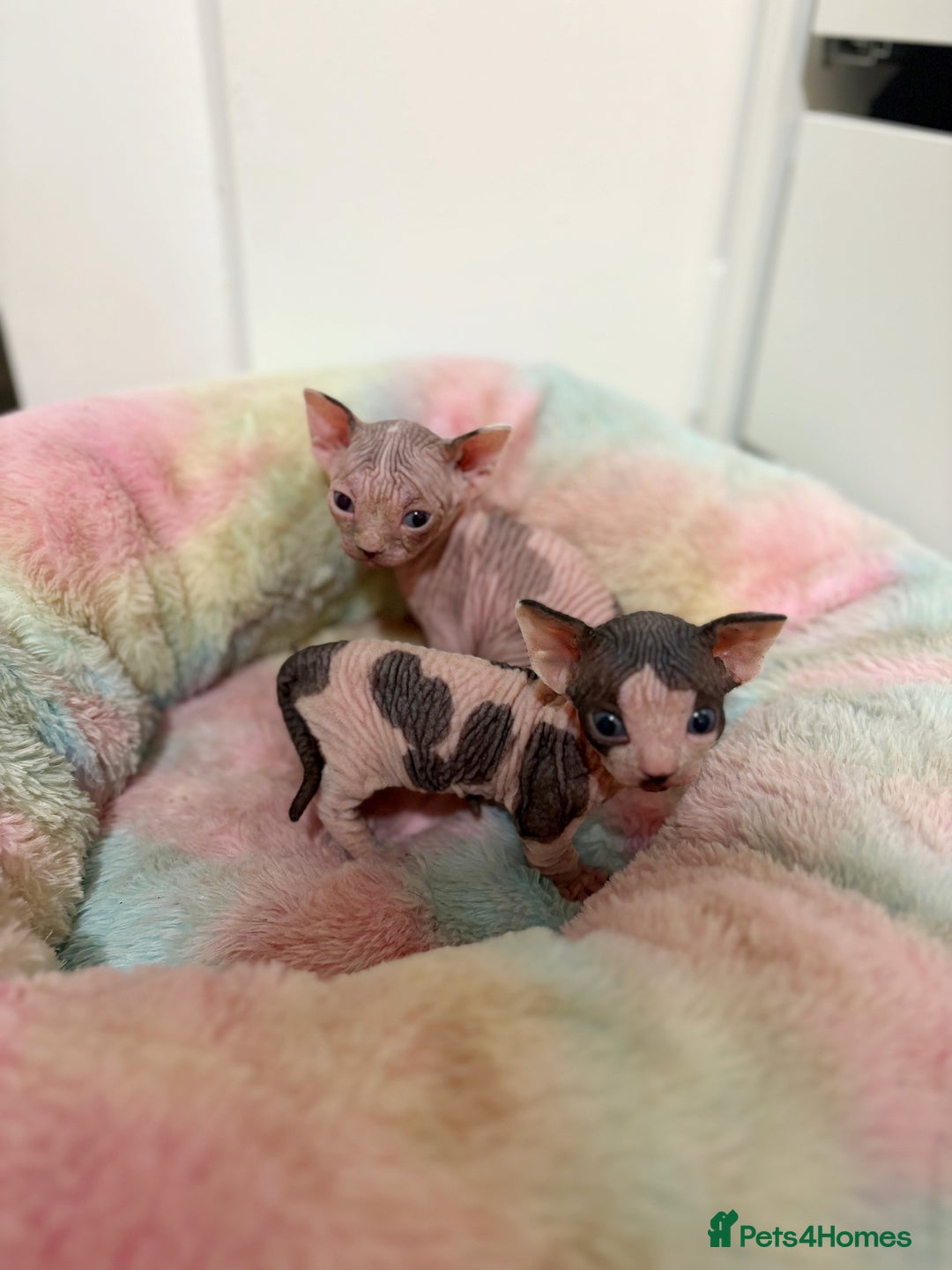 Sphynx cats for sale: Two beautiful male Sphynx kittens  - Advert 8