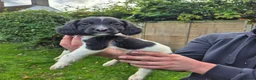 English Springer Spaniel dogs for sale: Springer spaniel puppies in Usk - Advert 5