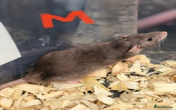 Rat rodents for sale: Friendly dumbo rats for sale  - Image 3