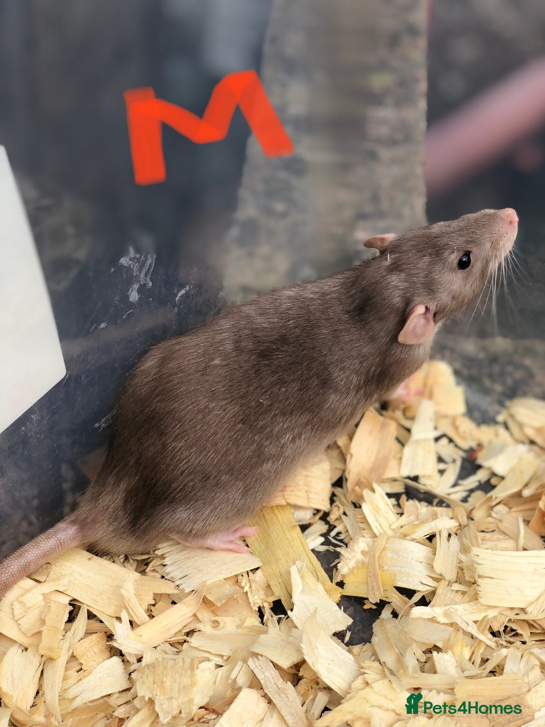 Rat rodents for sale: Friendly dumbo rats for sale  - Image 3