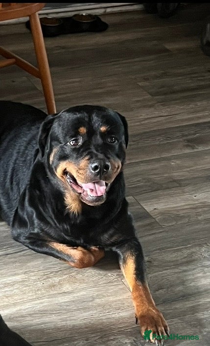 Rottweiler dogs Male Rottweiler to good home  - Advert 1