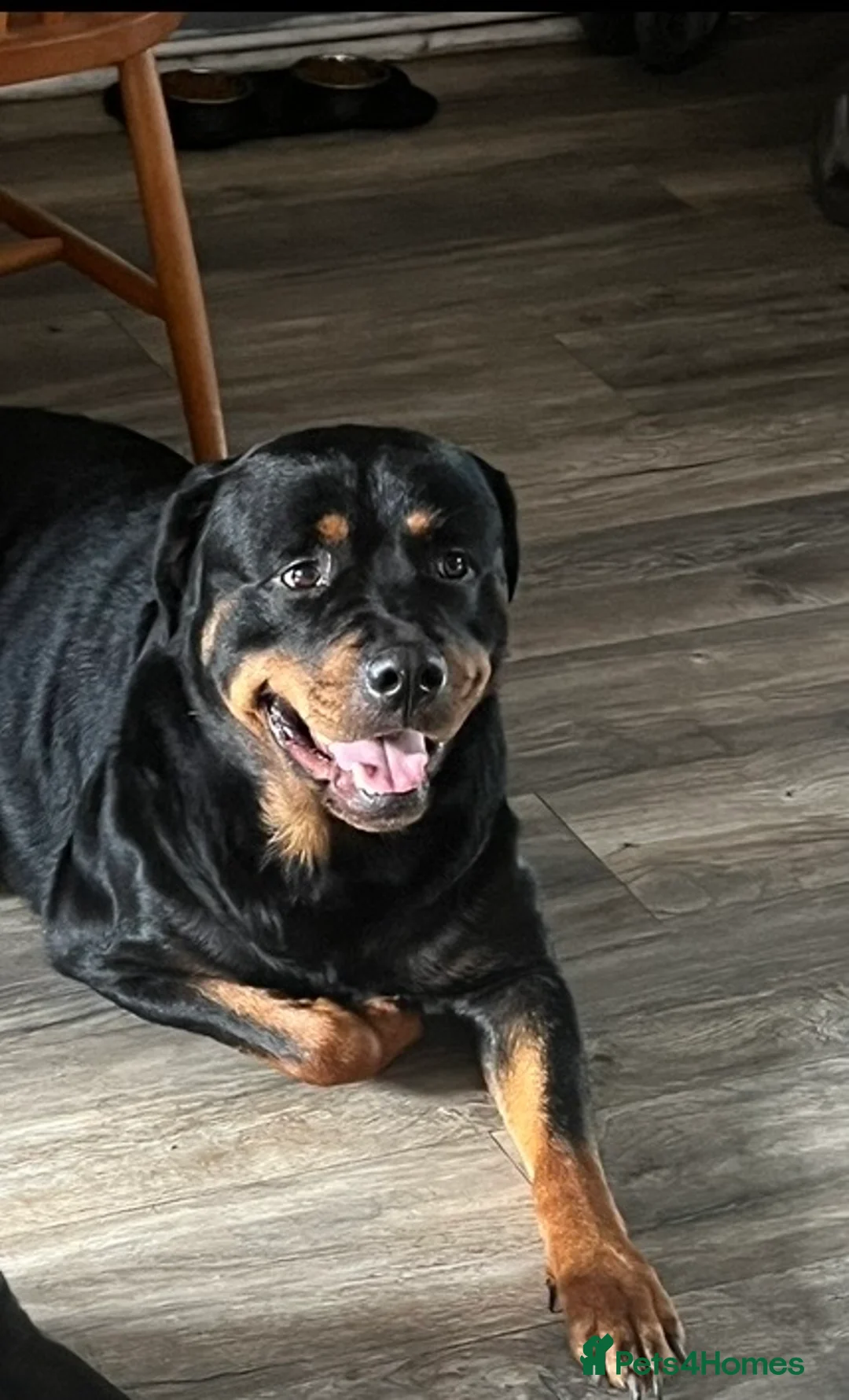 Rottweiler dogs for sale: Free Male Rottweiler to good home  in Washington - Advert 1