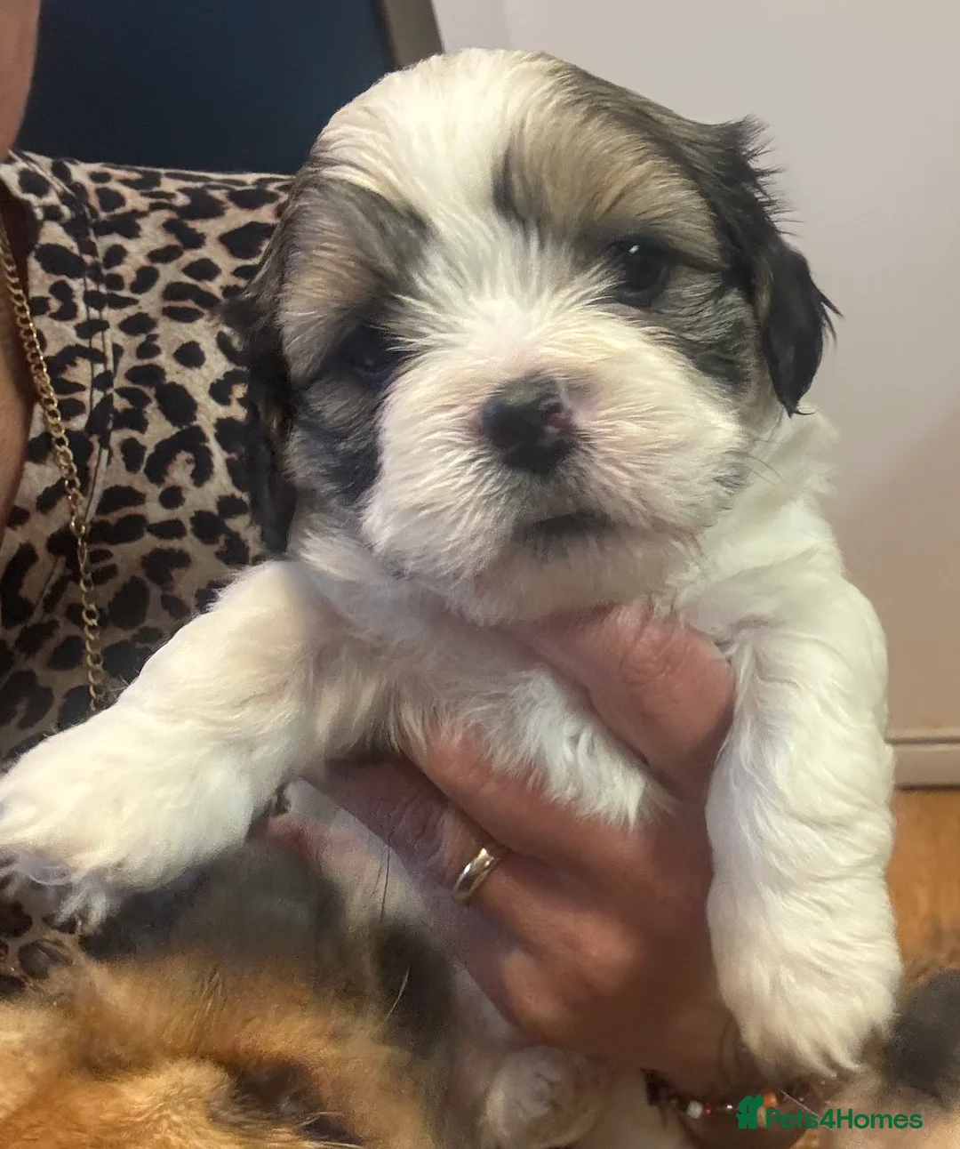 Mixed Breed dogs for sale: Shitzu x Lhasa  - Advert 3
