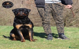 Rottweiler dogs for sale: Top KC Registered Rottweiler Puppies For Sale - Image 13