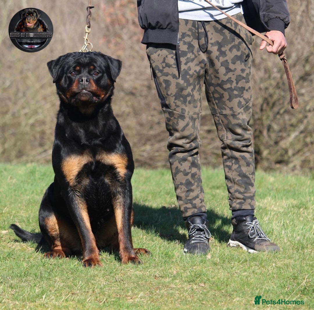 Rottweiler dogs for sale: Top KC Registered Rottweiler Puppies For Sale - Image 13