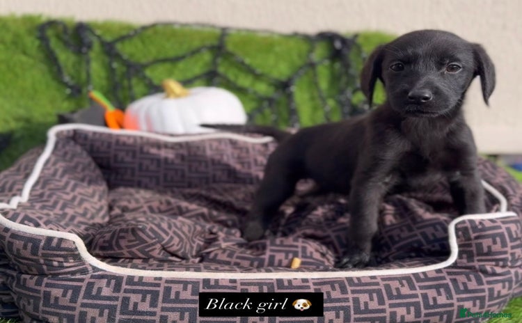 Labrador Retriever dogs - Advert 2