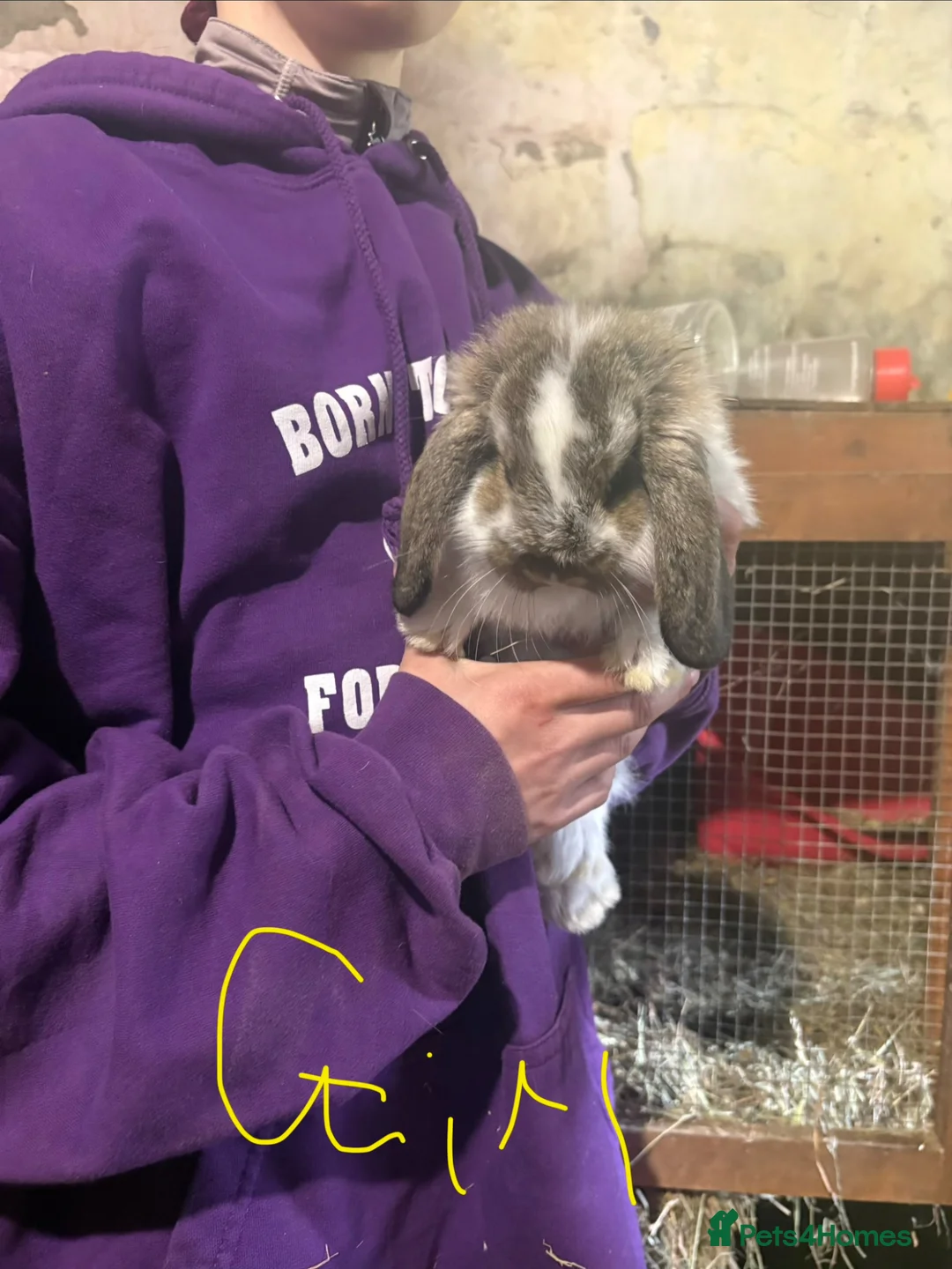 French Lop rabbits for sale: Beautiful baby French lop rabbits  - Advert 8