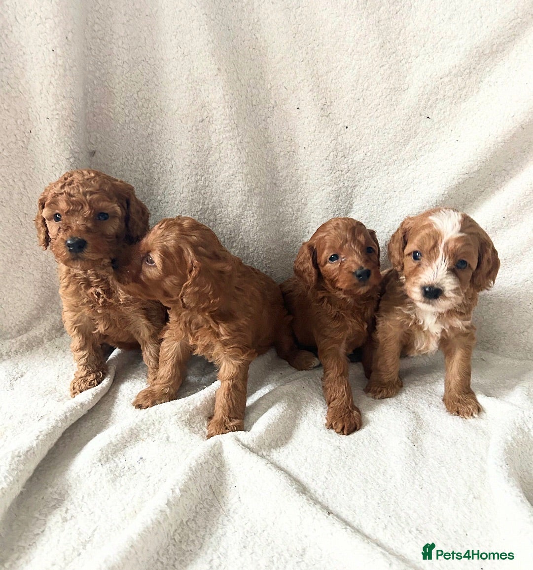 Cockapoo dogs Toy Cockapoo Puppies - Advert 2
