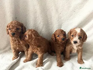 Cockapoo dogs Toy Cockapoo Puppies - Advert 6