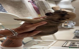 French Bulldog dogs for sale: French Bulldog puppies - Image 33