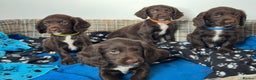 Sprocker dogs for sale: 🌟Fully Health Tested F1 Sprocker Spaniel Puppies - Advert 6