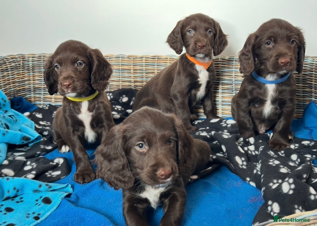 Sprocker dogs for sale: 🌟Fully Health Tested F1 Sprocker Spaniel Puppies - Advert 6